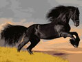 Malovanie podľa čísel Čierny kôň M1498