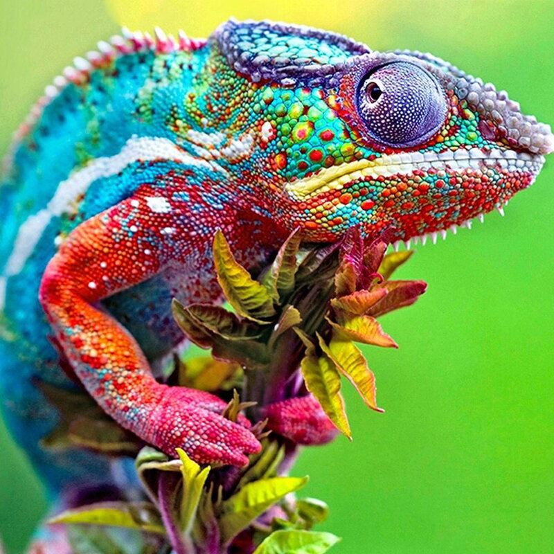 Diamantové maľovanie Chameleon D2327